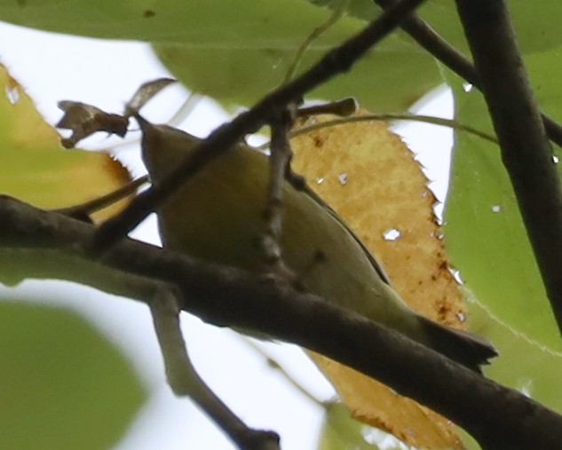 Nashville Warbler - ML642439994