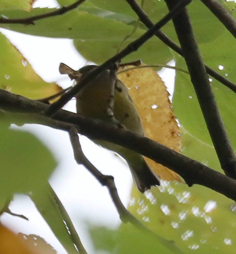 Nashville Warbler - ML642439995