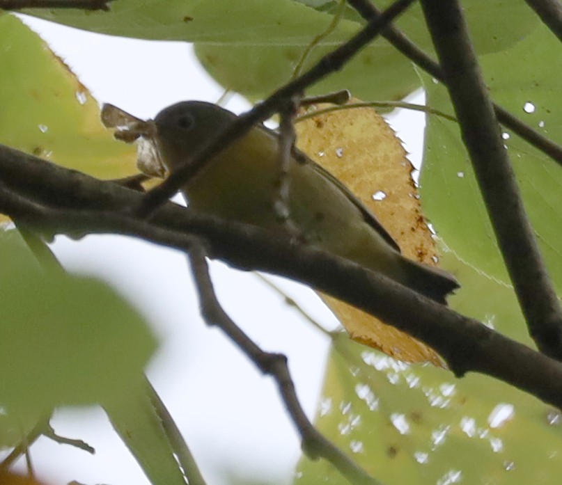 Nashville Warbler - ML642439996