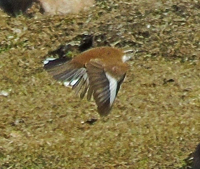 White-winged Cinclodes - ML642440010