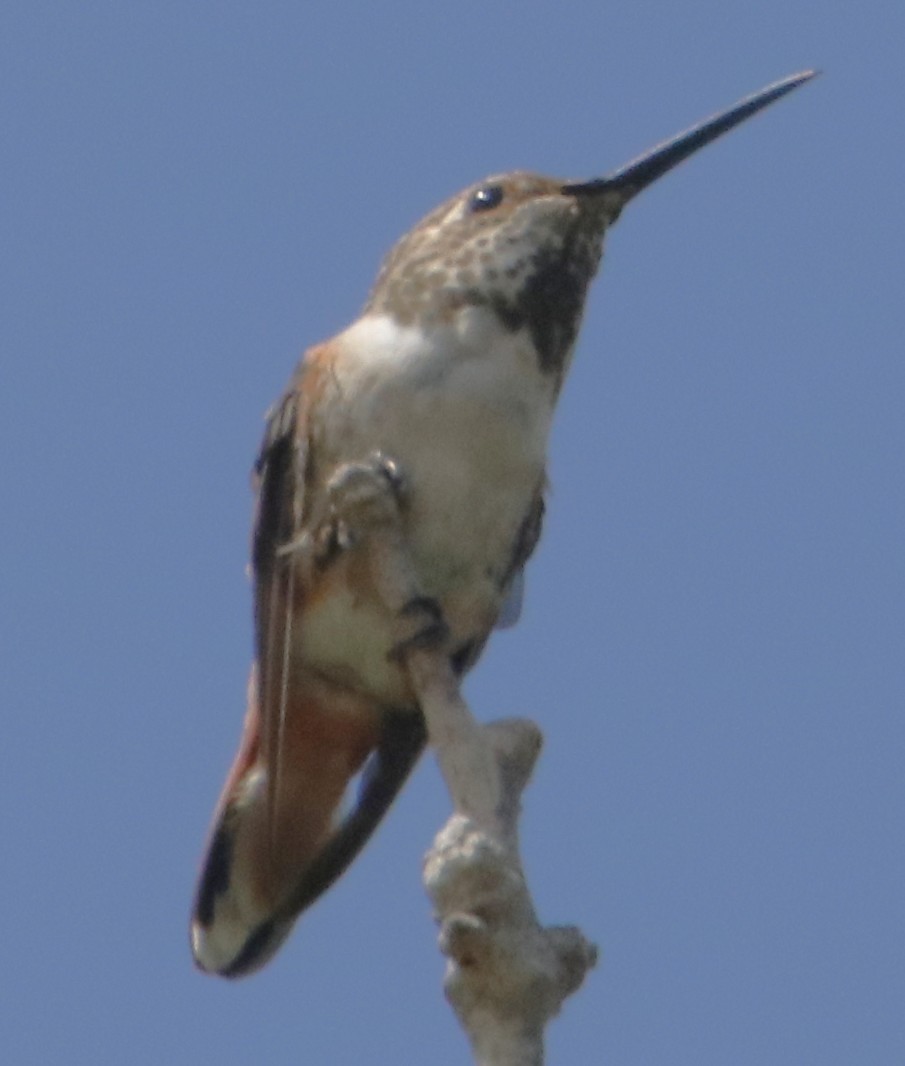 Allen's Hummingbird - ML642440015