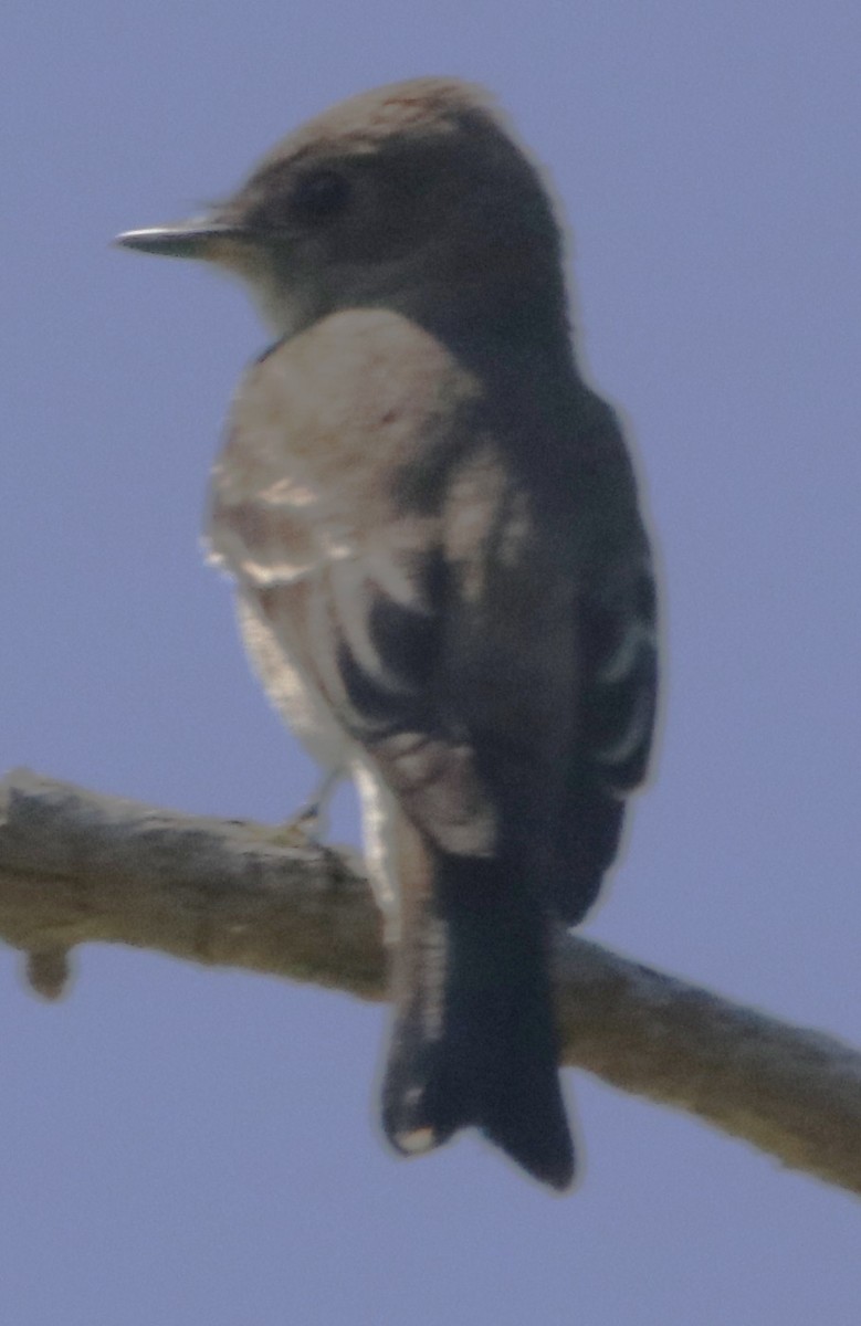 Western Wood-Pewee - ML642440016