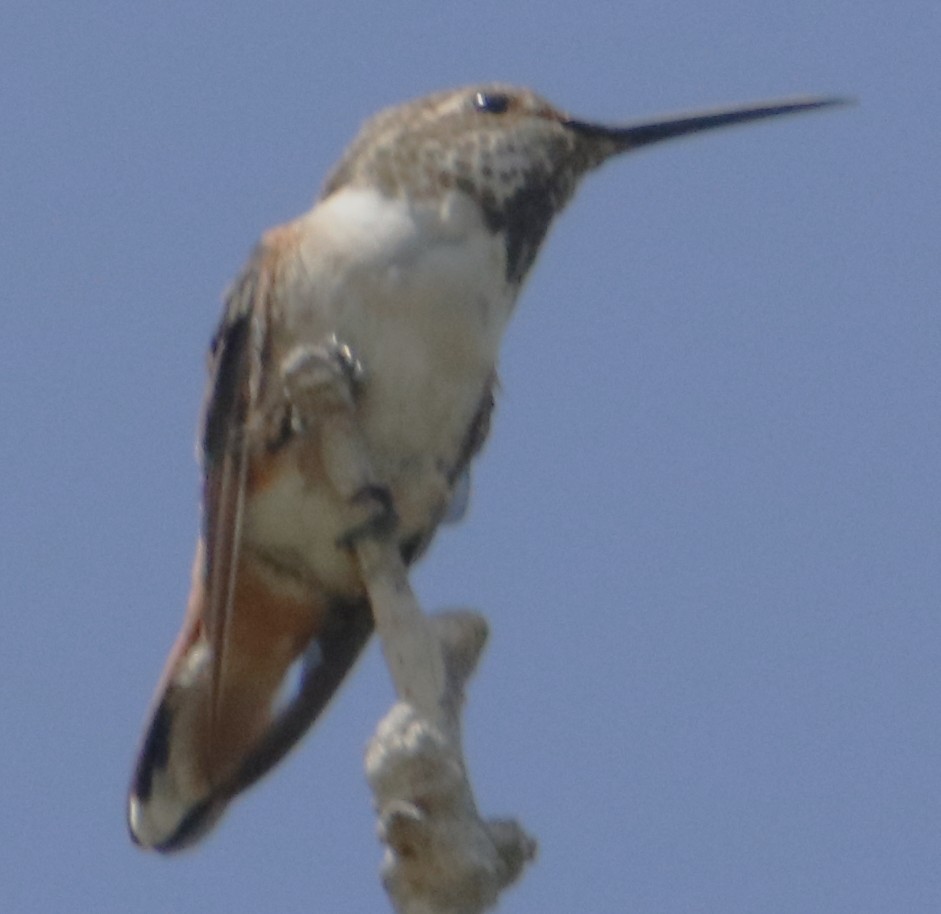 Allen's Hummingbird - ML642440017