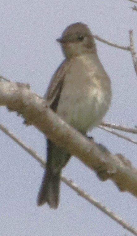 Western Wood-Pewee - ML642440018