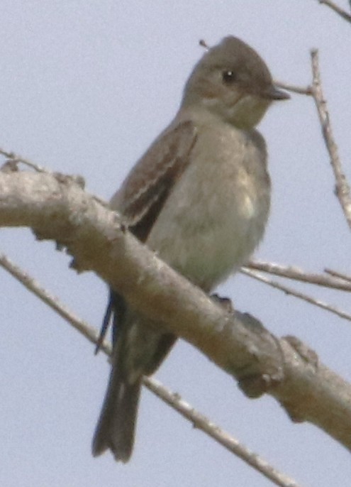 Western Wood-Pewee - ML642440019