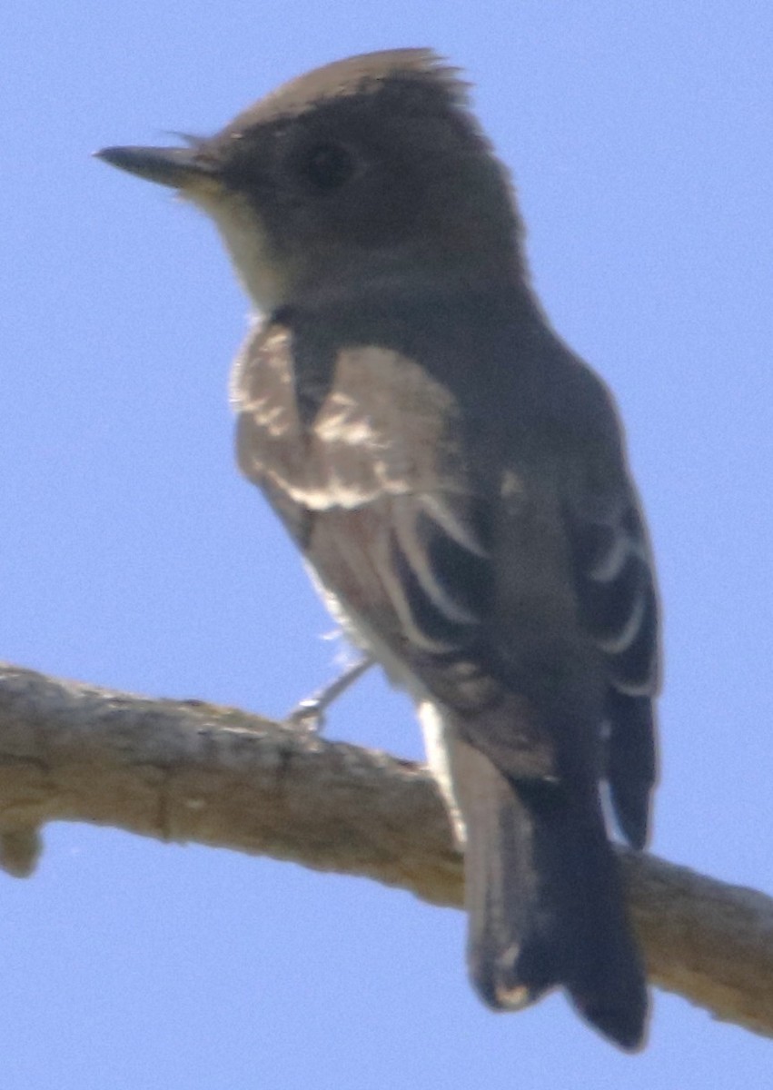 Western Wood-Pewee - ML642440020