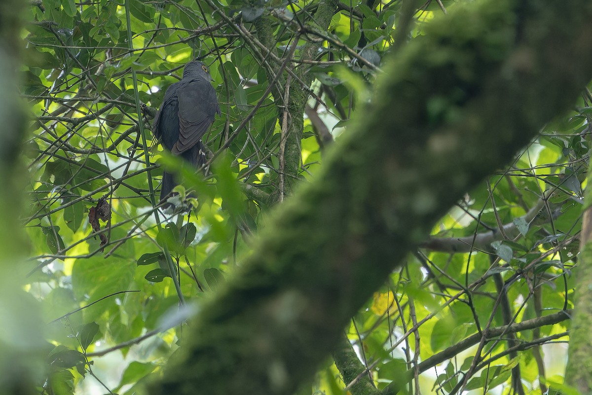 Red-chested Cuckoo - ML642440022