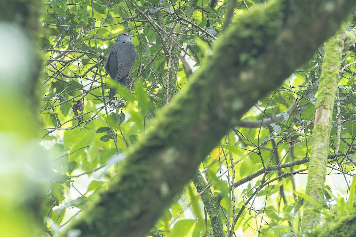 Red-chested Cuckoo - ML642440023