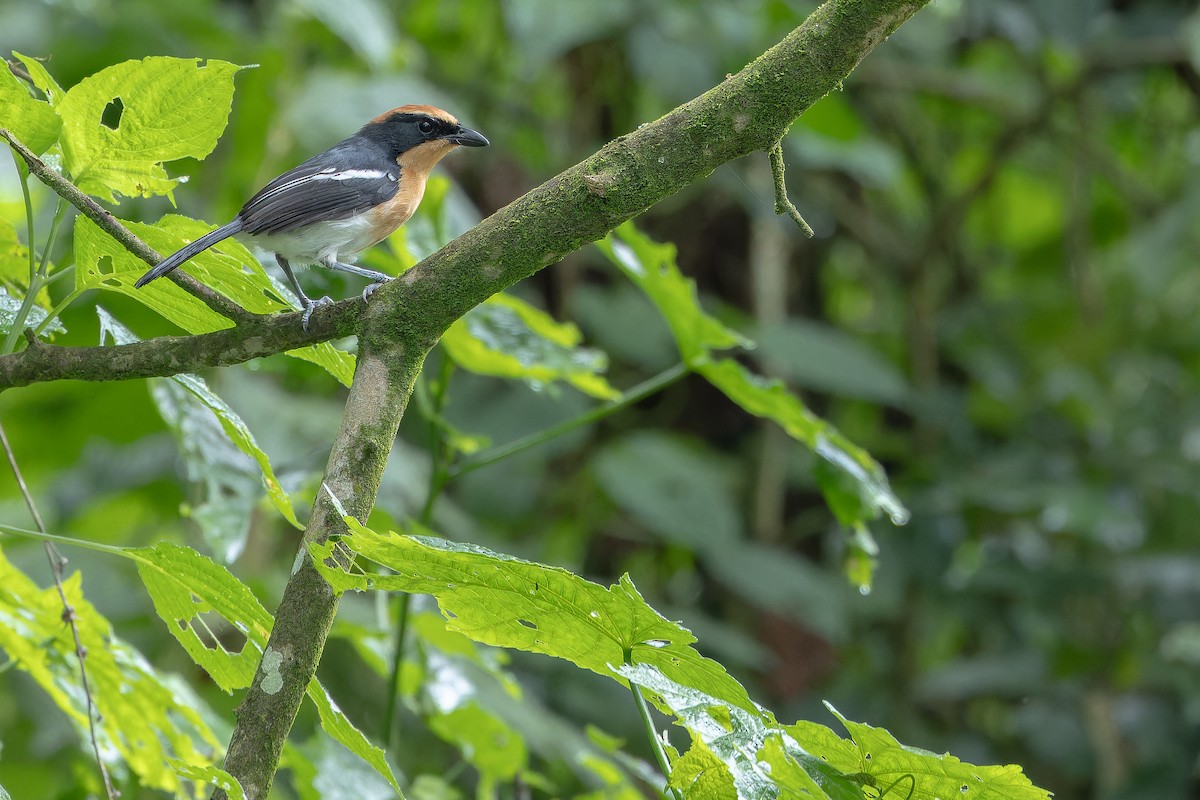 Lühder's Bushshrike - ML642440028