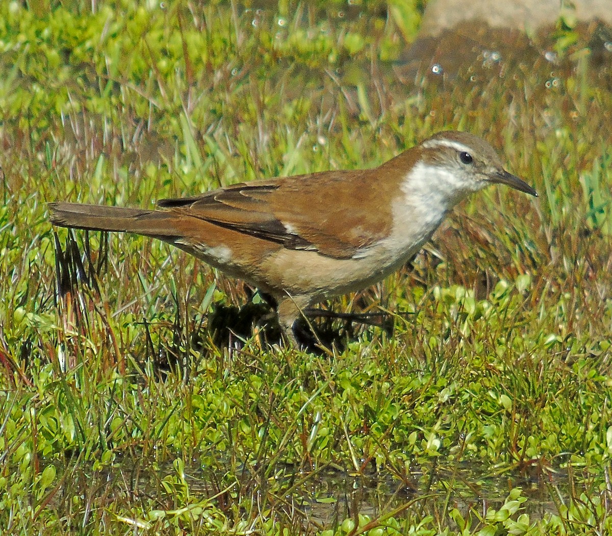 White-winged Cinclodes - ML642440029