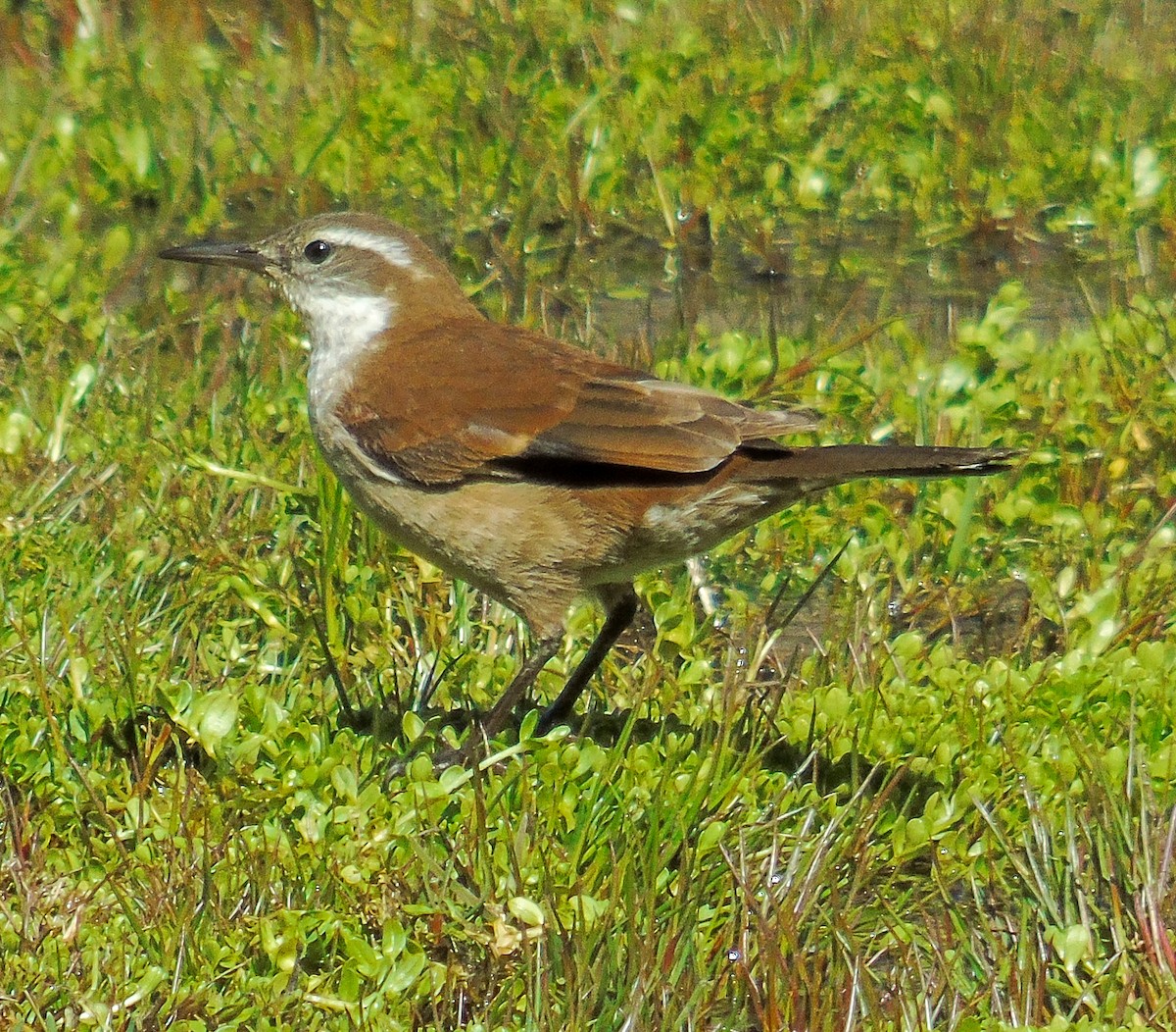 White-winged Cinclodes - ML642440030