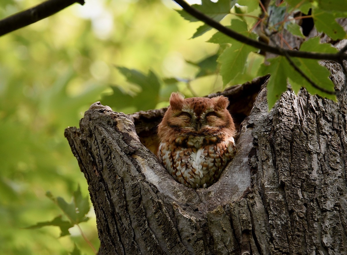 Eastern Screech-Owl - ML642440032