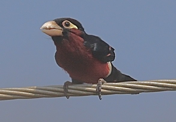 Double-toothed Barbet - ML642440040