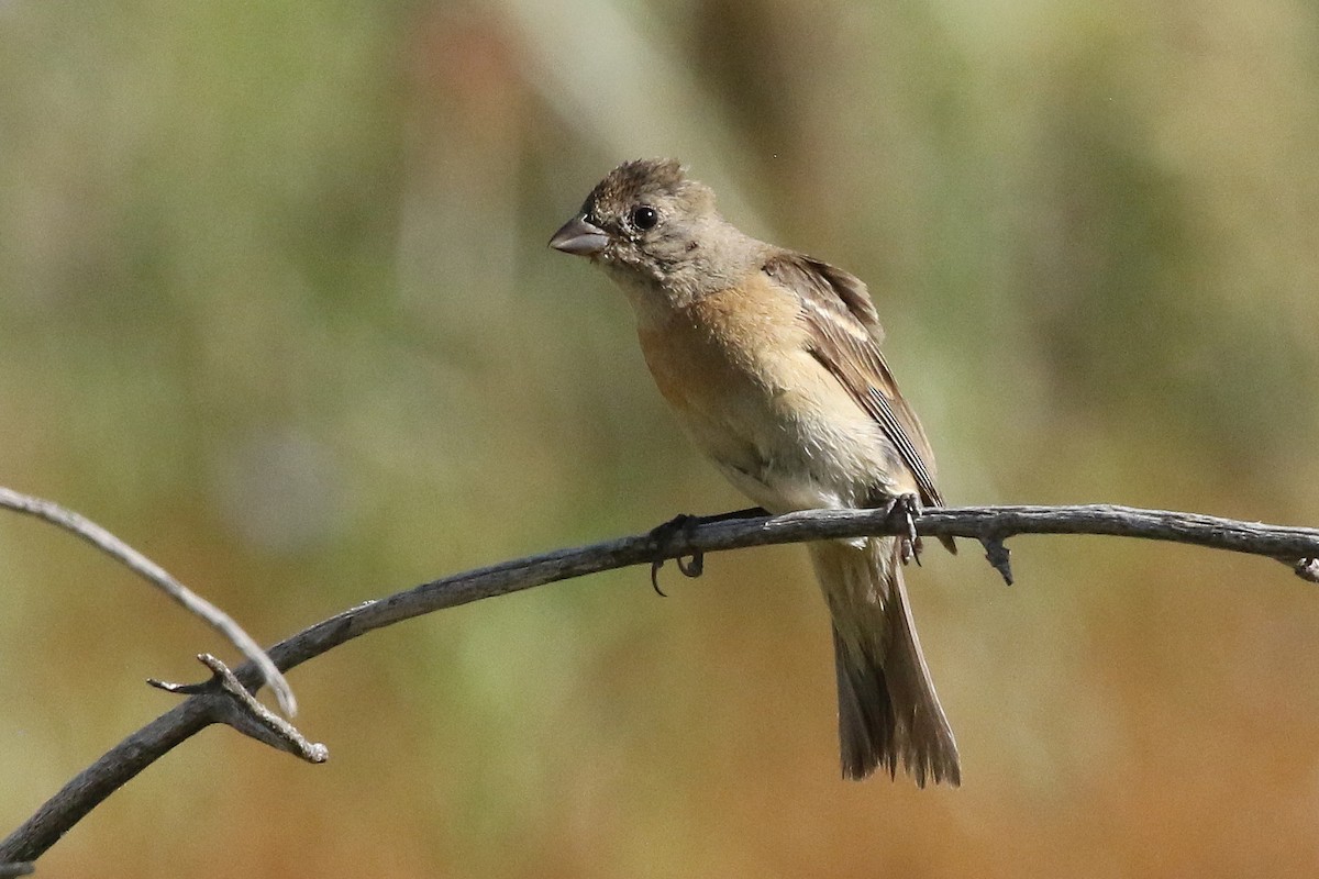 Lazuli Bunting - ML642440044
