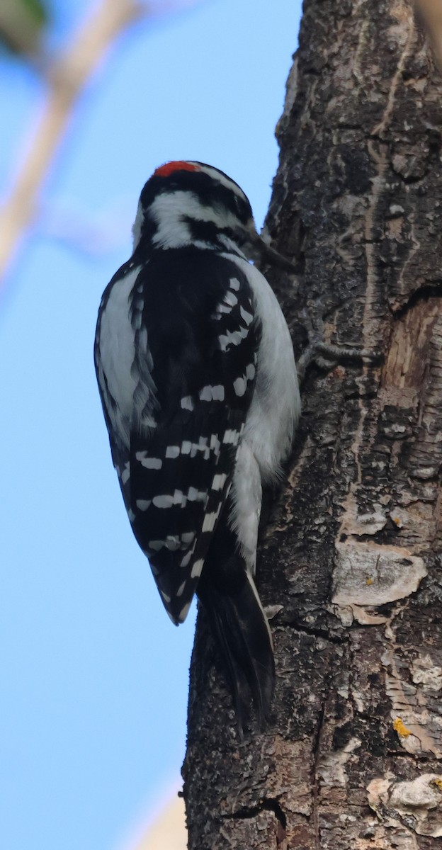 Hairy Woodpecker - ML642440048