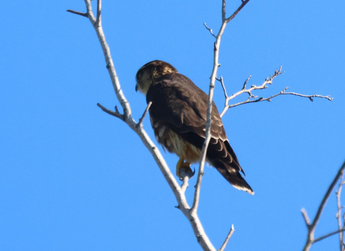 Merlin - ML642440053