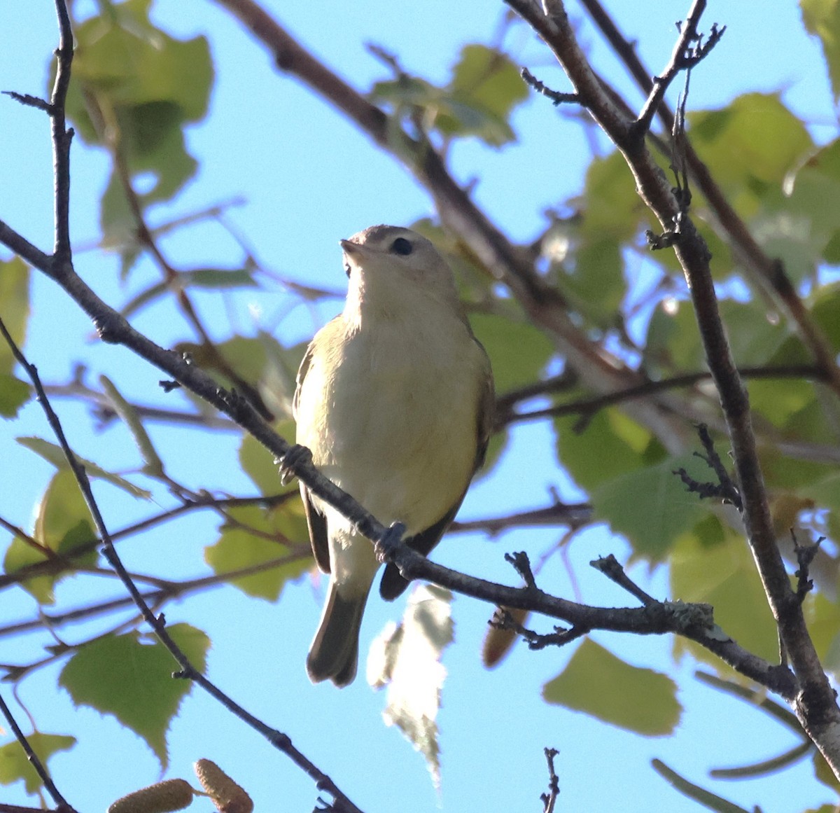 Warbling Vireo - ML642440060