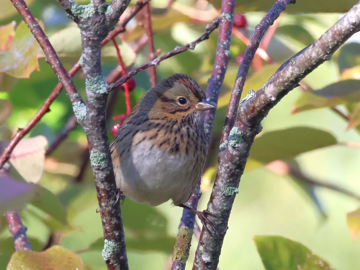 Lincoln's Sparrow - ML642440066