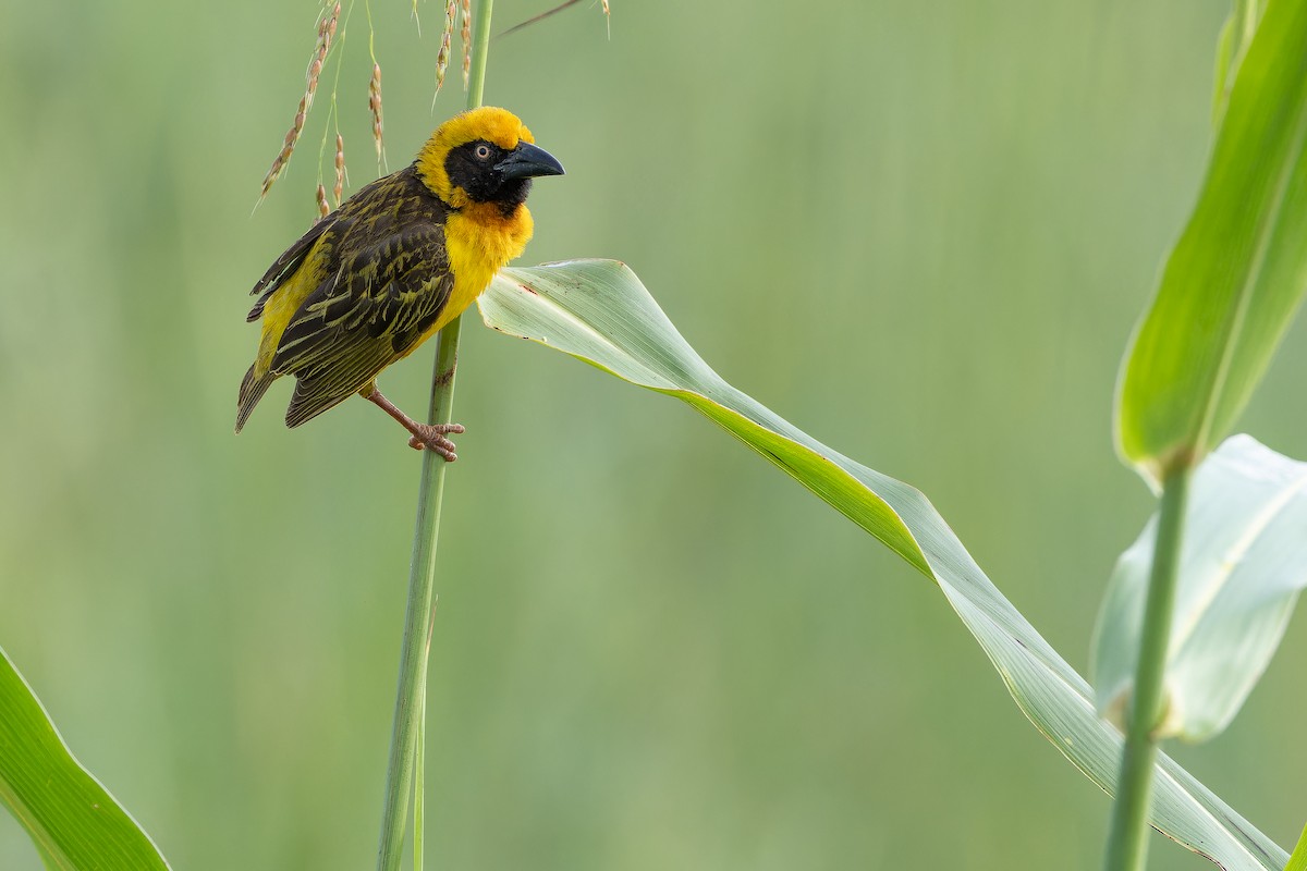 Fox's Weaver - ML642440075
