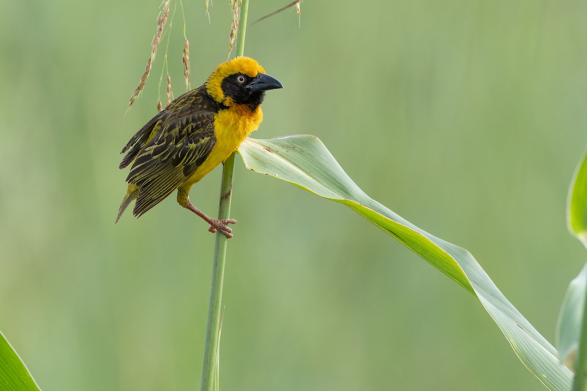 Fox's Weaver - ML642440076