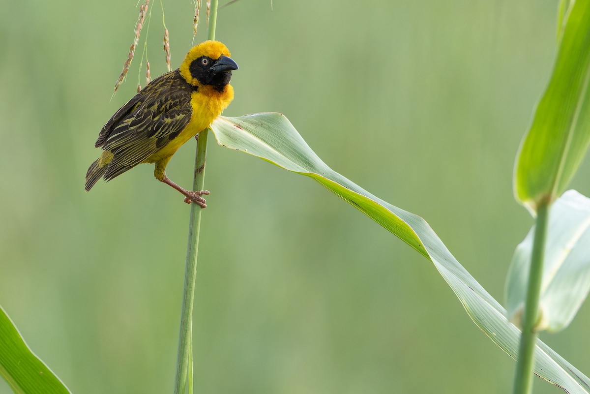 Fox's Weaver - ML642440077