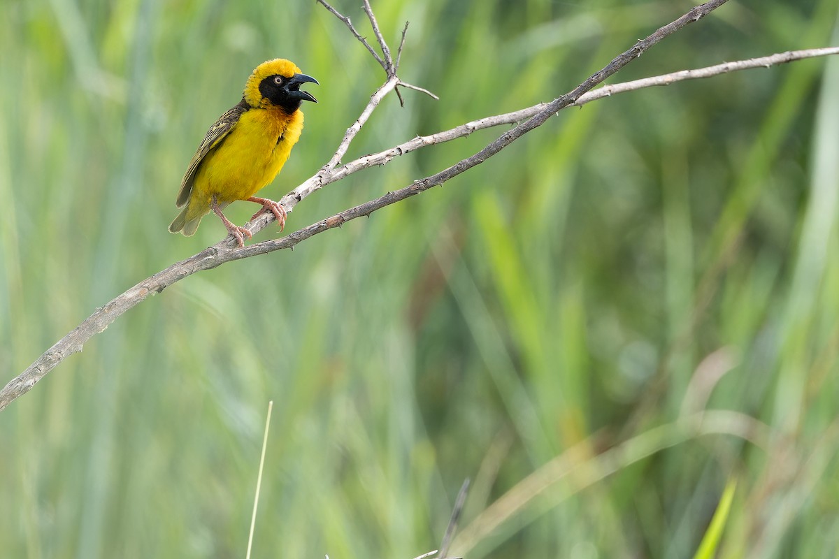 Fox's Weaver - ML642440079