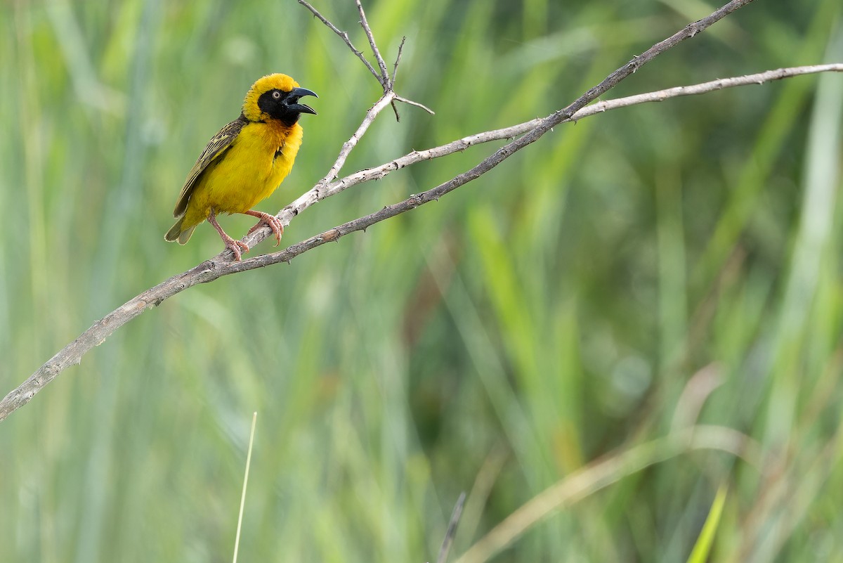 Fox's Weaver - ML642440080