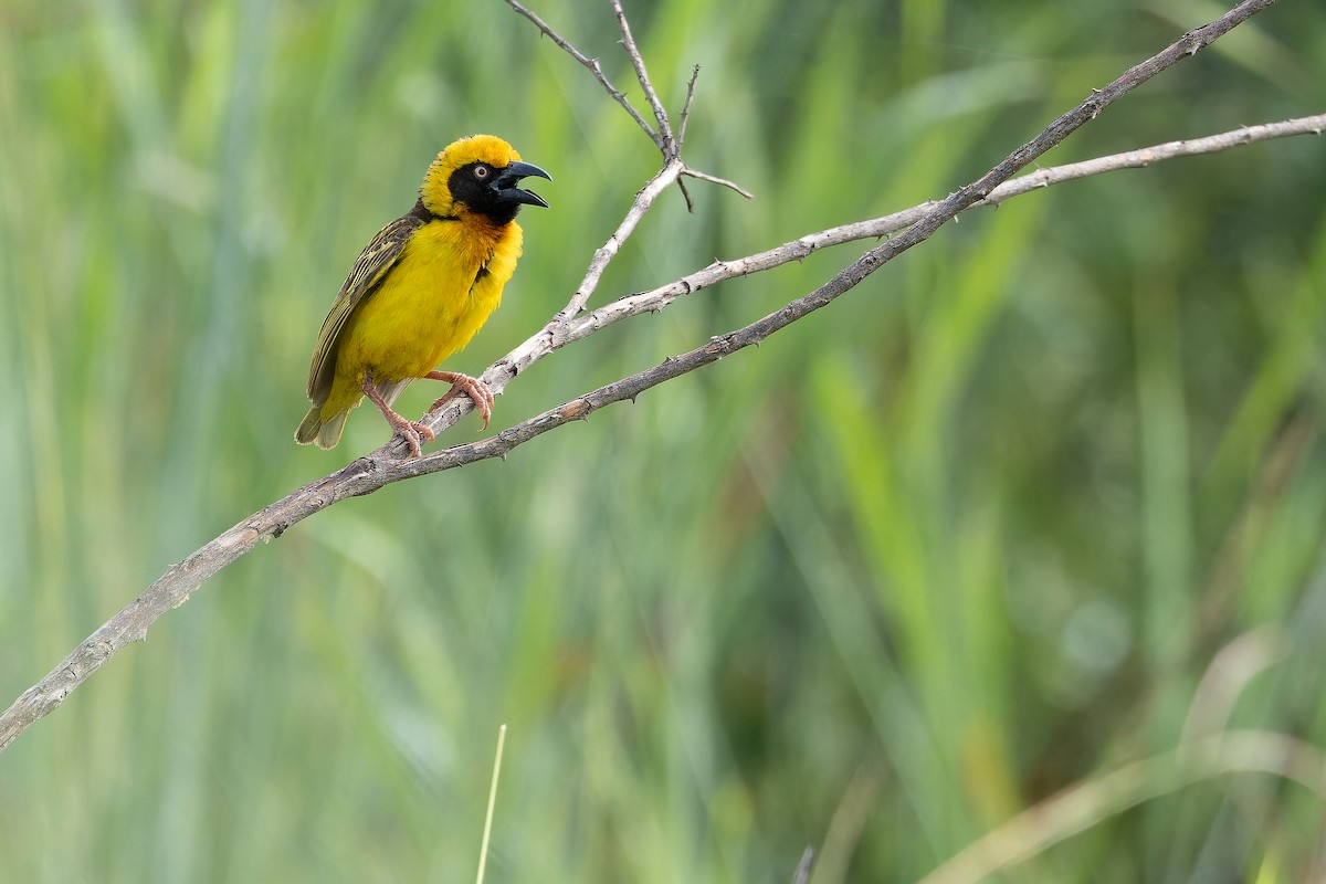 Fox's Weaver - ML642440081