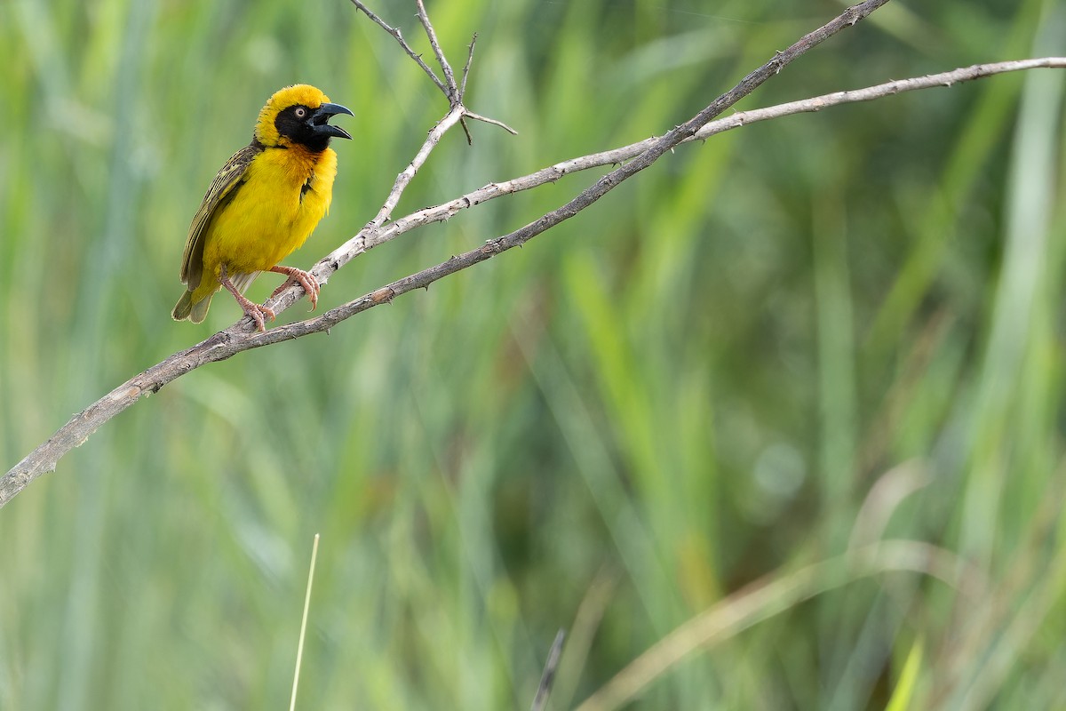 Fox's Weaver - ML642440082