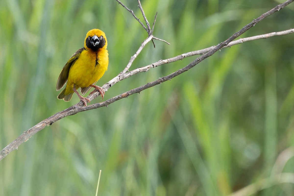 Fox's Weaver - ML642440083