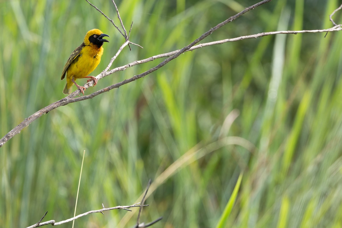 Fox's Weaver - ML642440085