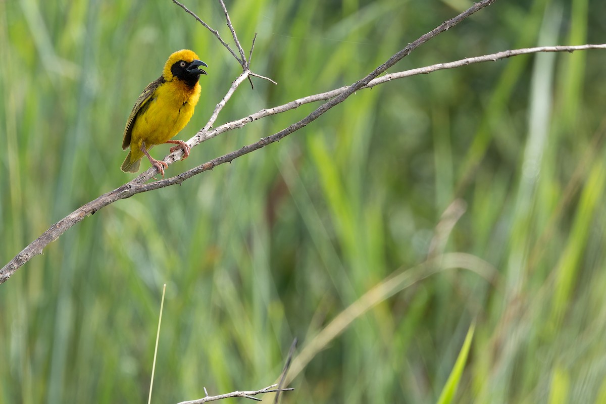 Fox's Weaver - ML642440087