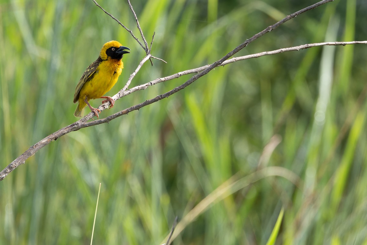 Fox's Weaver - ML642440088