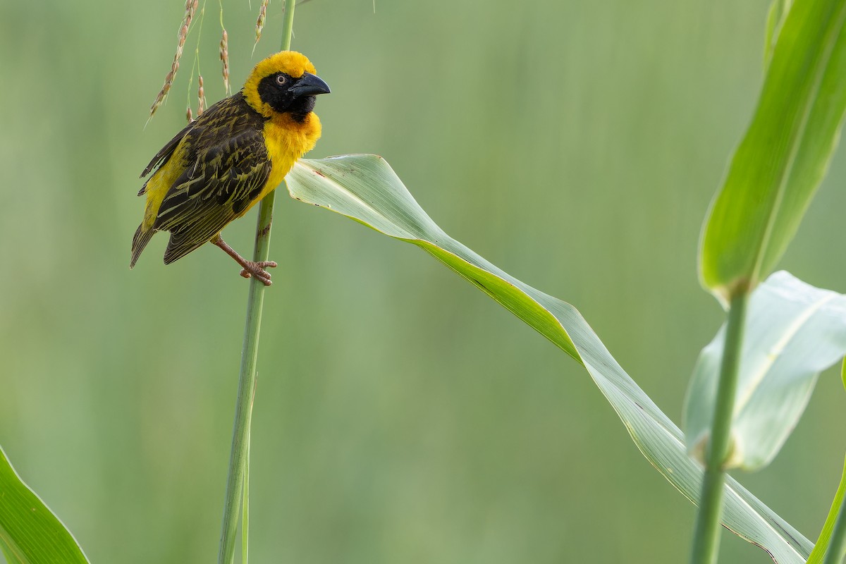 Fox's Weaver - ML642440089