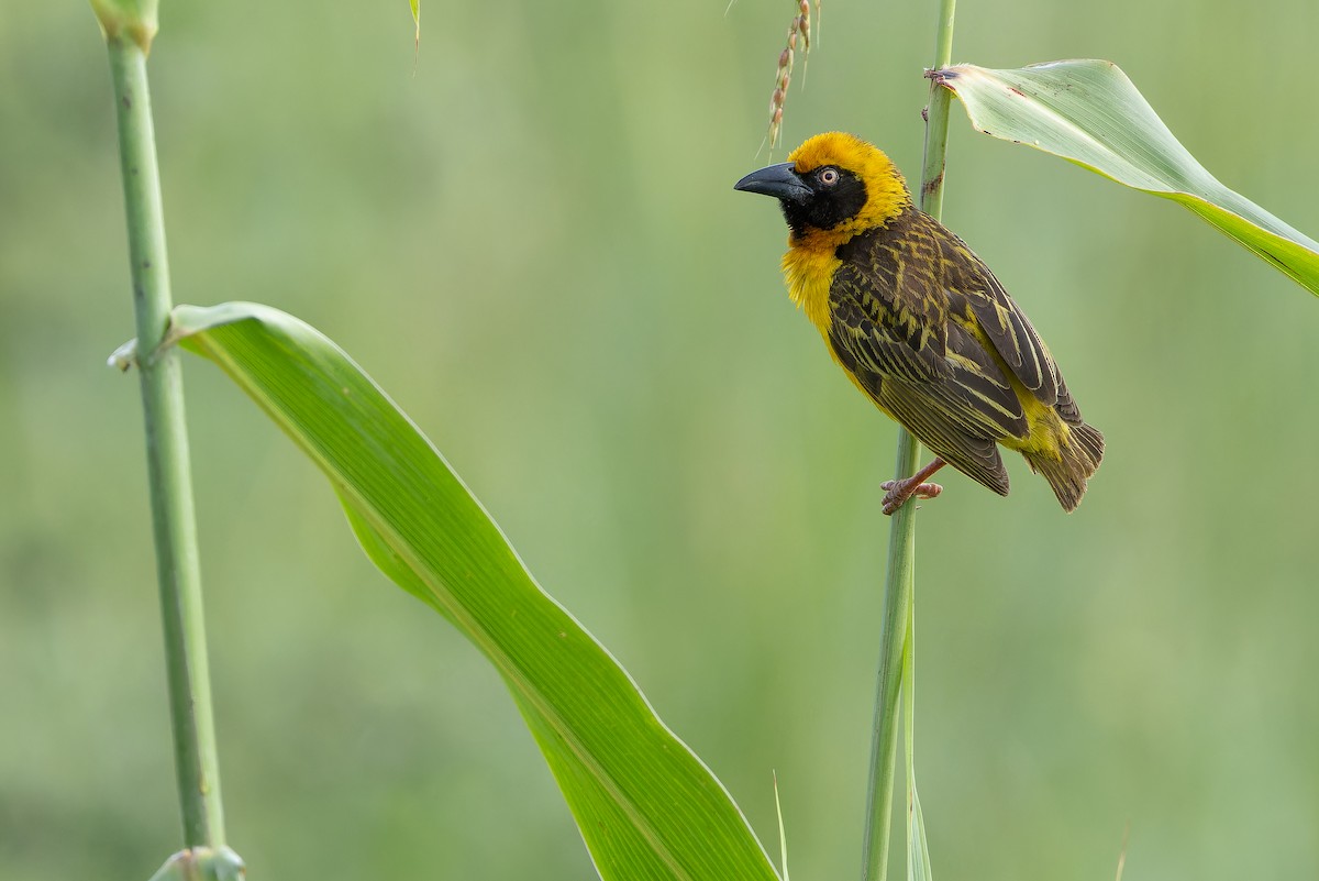 Fox's Weaver - ML642440091