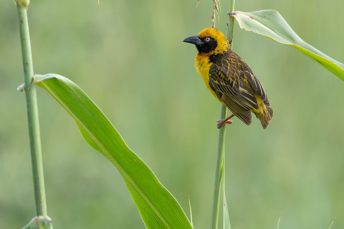 Fox's Weaver - ML642440092