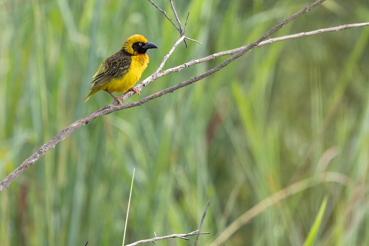 Fox's Weaver - ML642440093