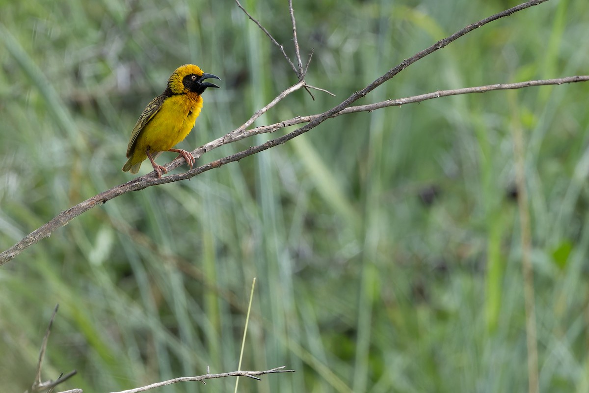 Fox's Weaver - ML642440094