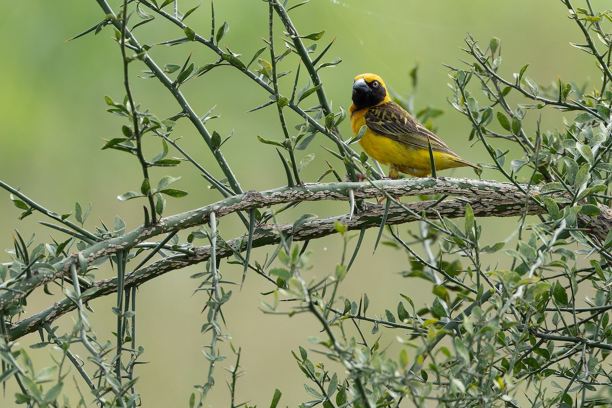 Fox's Weaver - ML642440095