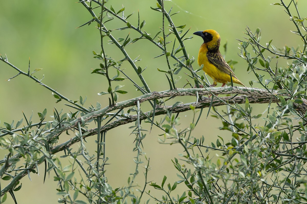 Fox's Weaver - ML642440096
