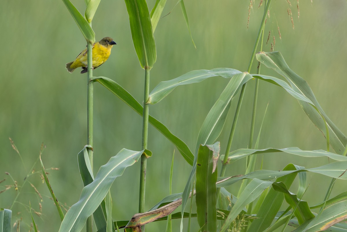 Fox's Weaver - ML642440127