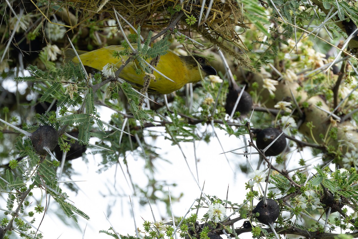 Fox's Weaver - ML642440128