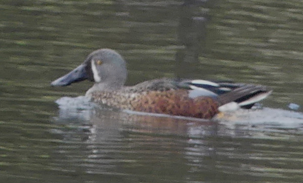 Australasian Shoveler - ML642440131