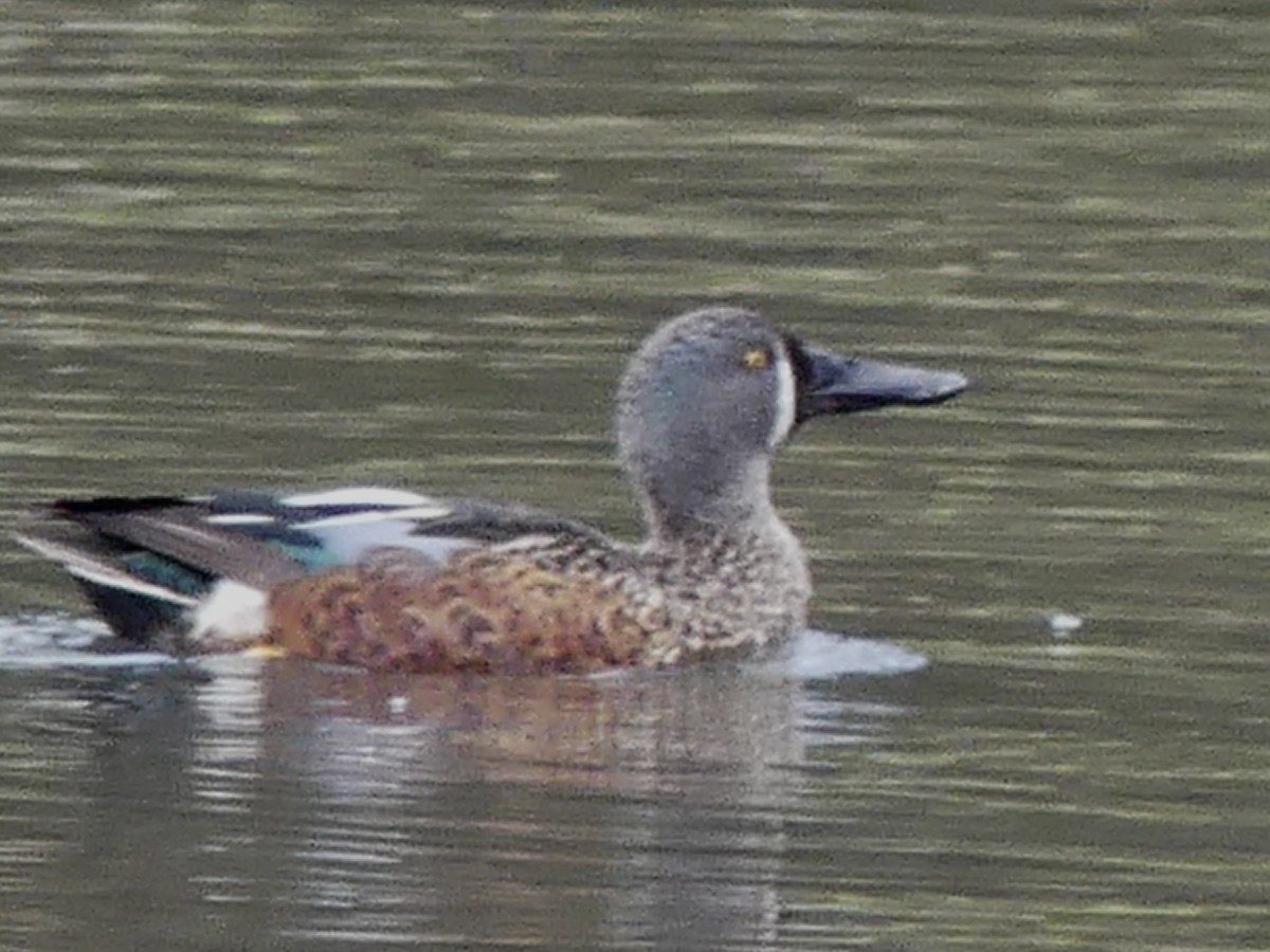 Australasian Shoveler - ML642440132