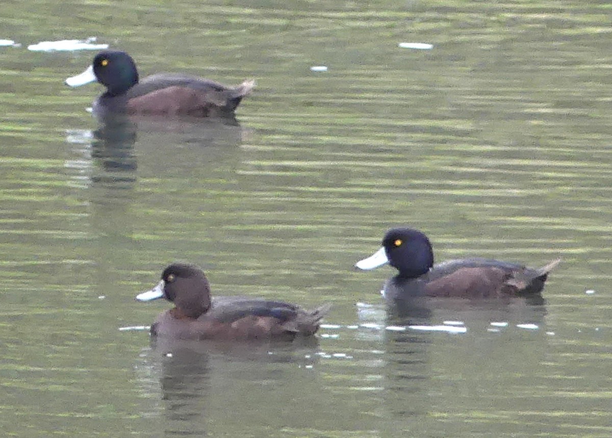 New Zealand Scaup - ML642440143