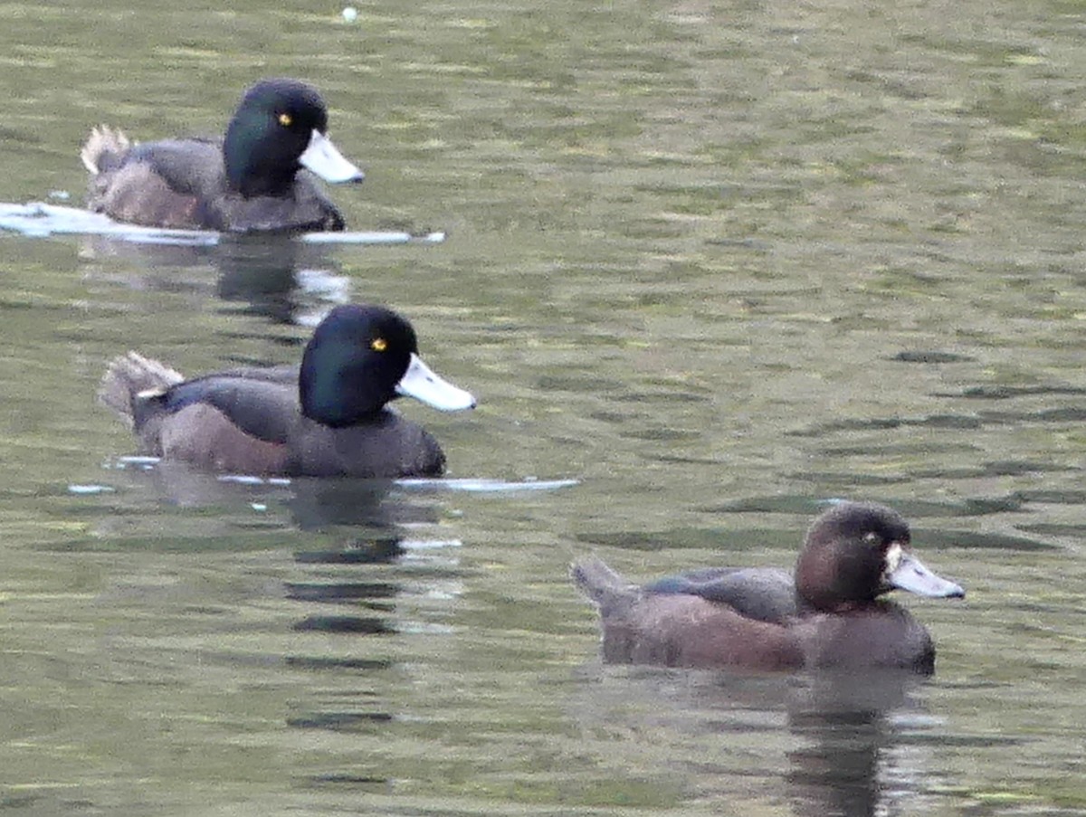 New Zealand Scaup - ML642440144