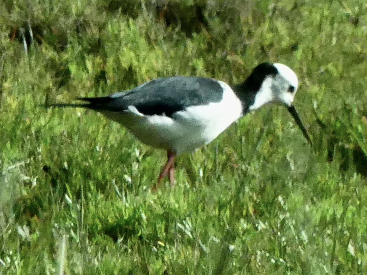 Pied Stilt - ML642440157