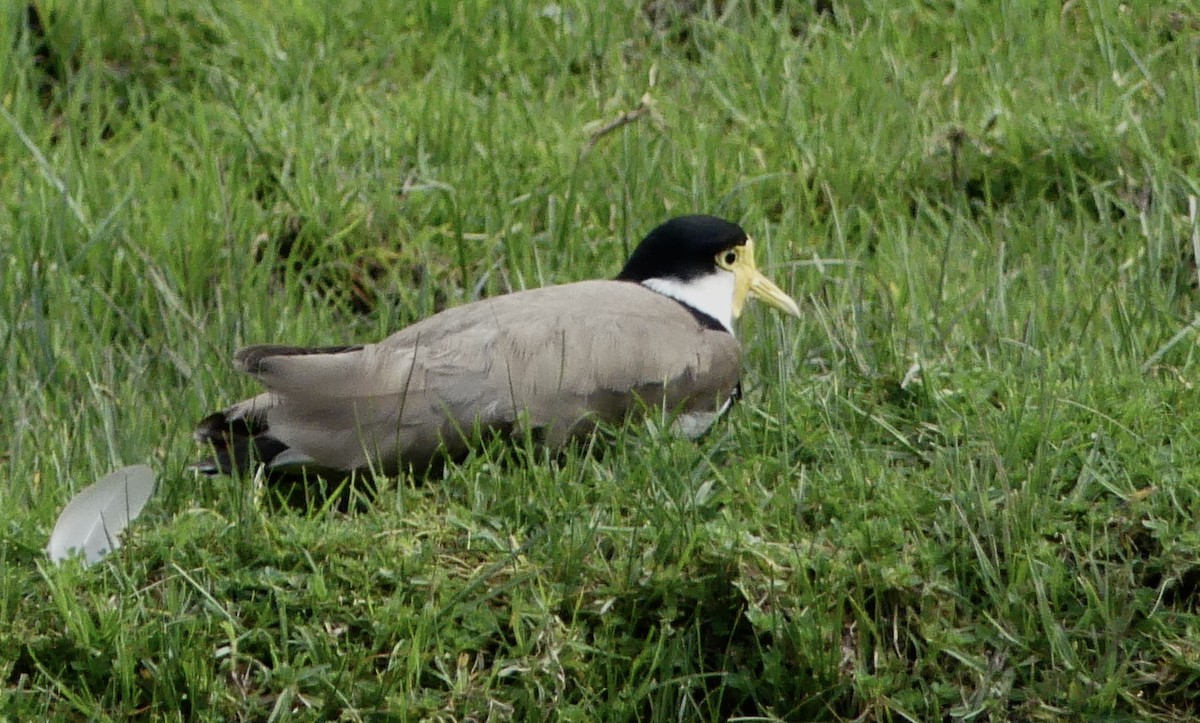 Masked Lapwing - ML642440165