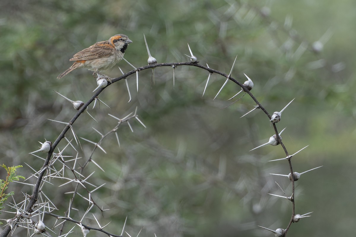 Shelley's Rufous Sparrow - ML642440243