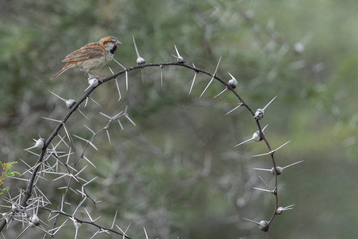 Shelley's Rufous Sparrow - ML642440244